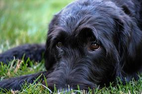 Labradoodle Schnauzer