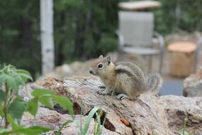 Chipmunk Cute Animal in Colorado