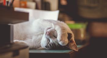 Cat Sleepy Exhausted