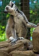 Lemur Animal Wildlife