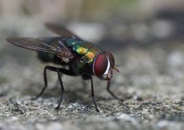 Fly Flies Insect