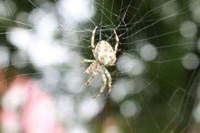 Spider Cobweb Insect
