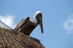Pelican Bird on the roof