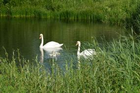 Swan Water Fowl Elegant