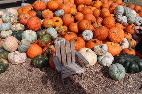 wooden chair by the pumpkin harvest
