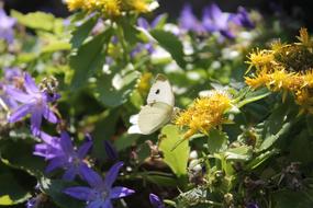 Butterfly White Flowers