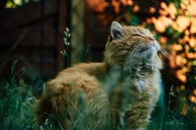 Cat Manor Outside
