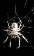 Spider Web Cobweb
