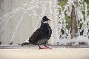 Dove Bird Nature