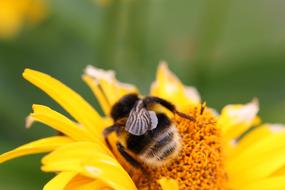 Hummel Insect Blossom