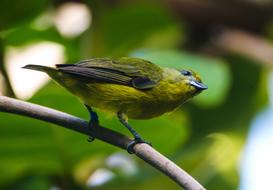 Animal World Bird Exotic Violet