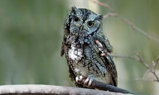 Eastern Screech Owl Bird in wildlife