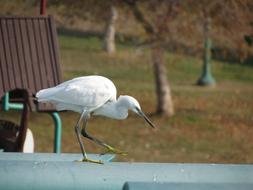 White Heron Bird