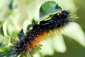 Insect Caterpillar Garden