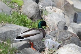 Duck Madison Wisconsin