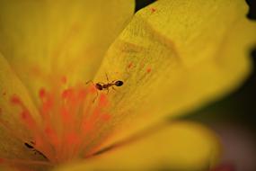 Red Ant Macro Insect