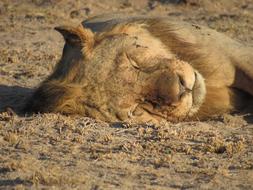 sleeping lion in the sands