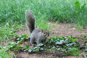 Squirrel Animal Nature