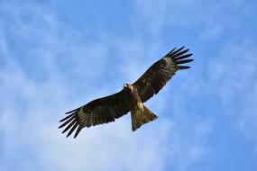Animal Sky Cloud