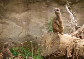 gopher standing on a log