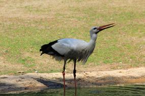Stork Zoo Planckendael