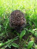 The Hedgehog Cute Animal in grass
