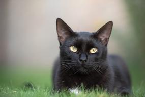 Black Cat Kitten