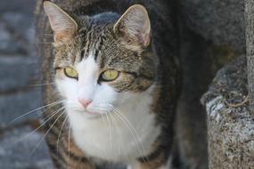 the cat with green eyes is beautiful