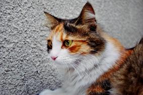 Cat Portrait Animal