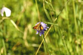 Skipper Motte Insect