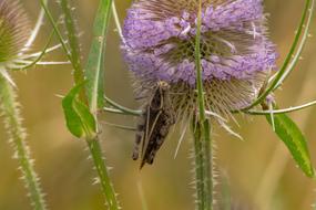 Insect Grasshoppers Jumping