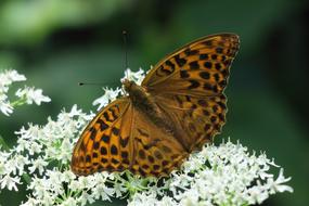 Fritillary Butterfly Insect