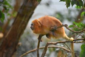 Monkey Tree Animal