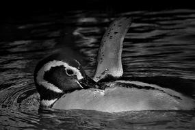 Penguin Close Up Black White