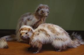 Animal Furry Hairy
