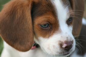 Beagle Puppy Dog