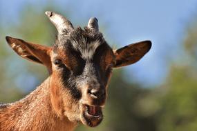 Goat Animal Horns Wild