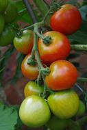 Garden ripe tomatoes on a branch