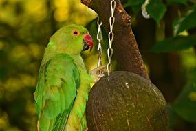 Rose-Ringed Parakeet Bird