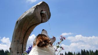 Border Collie Fountain Drink