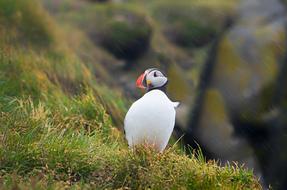 Puffin Iceland Bird