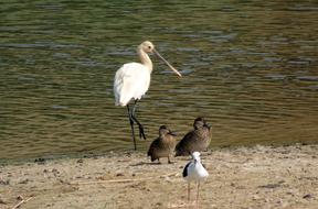 Eurasian Spoonbill Common