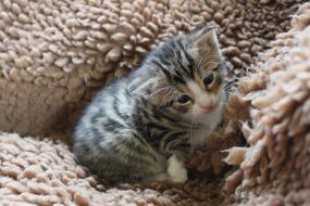 little kitten on a blanket
