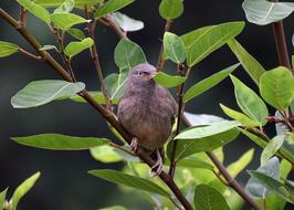 hiding bird on a branch