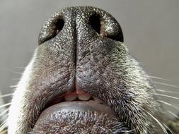 Snout Dog Teeth