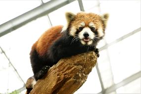 Animal Cute Red