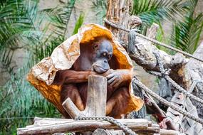 Orang Utan Monkey Primate