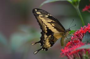 Closeup pictureButterfly Insect in Nature