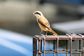 Brown Shrike Wild