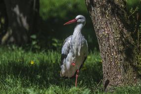 Stork Bird Rattle Animal